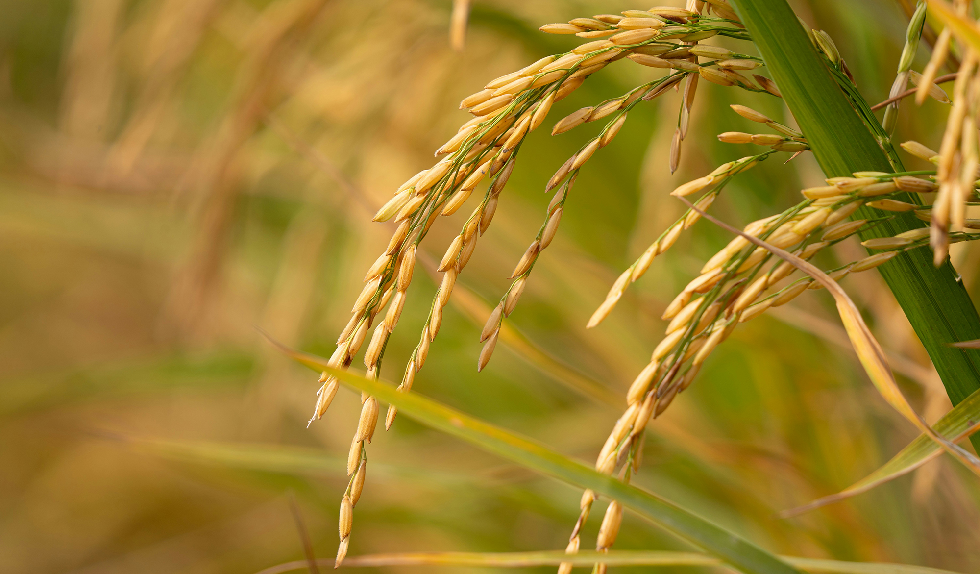 Đối tác